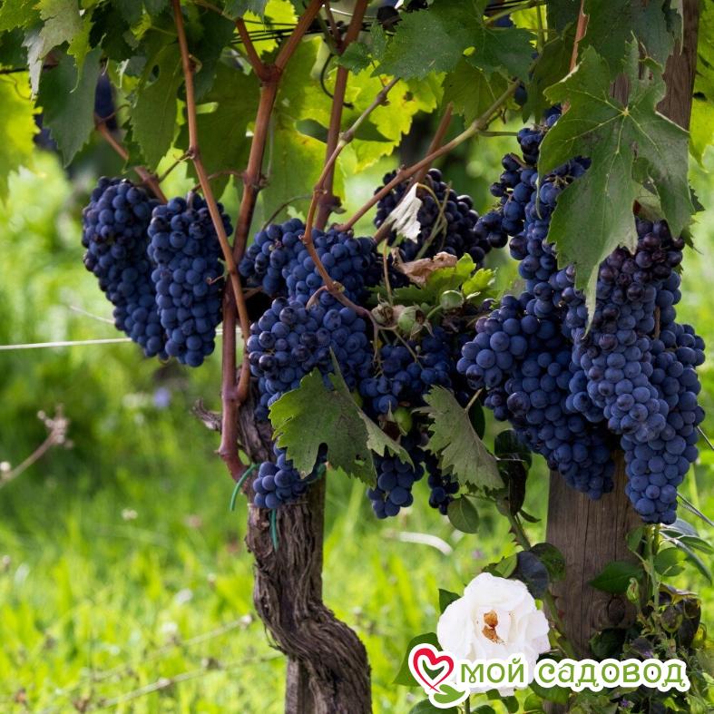 Виноград Каберне Барон