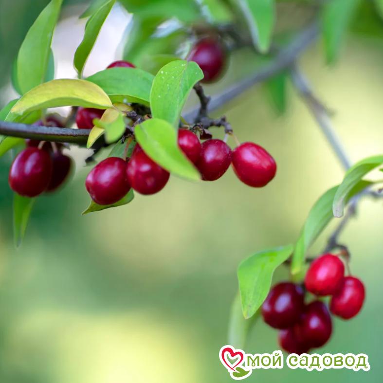 Кизил "Семён"