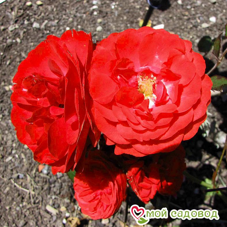 Роза Кордула