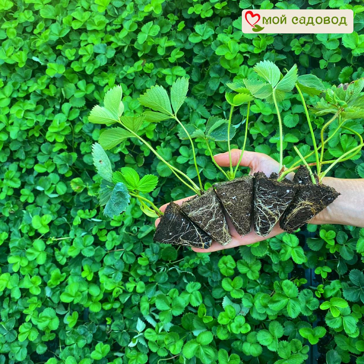 Клубника Диана