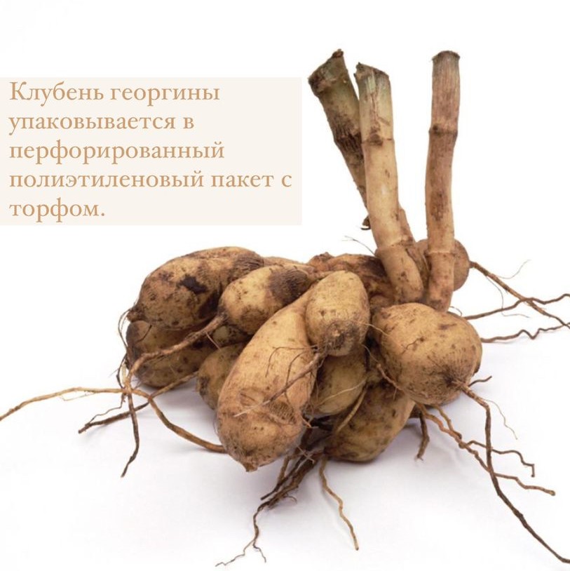 Георгина Спартакус Оранж