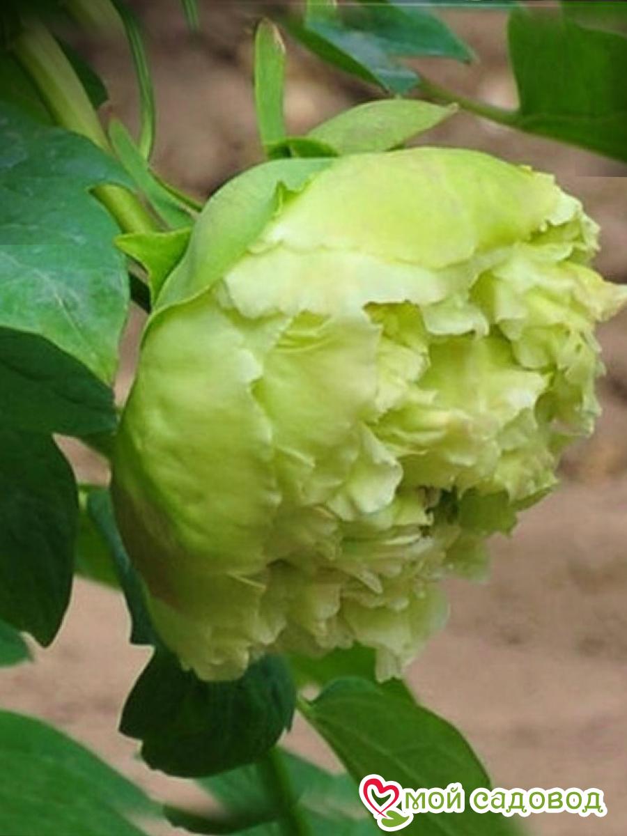 Пион Зеленый Шар