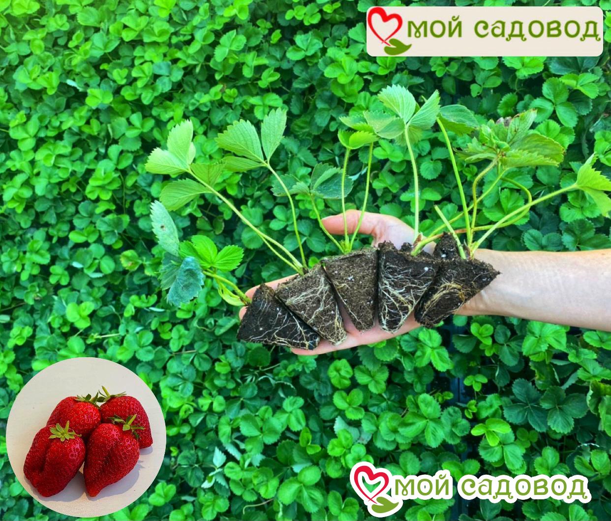 Клубника Лорд Рубин